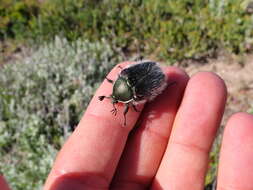 Image of <i>Odontorrhina <i>pubescens</i></i> pubescens