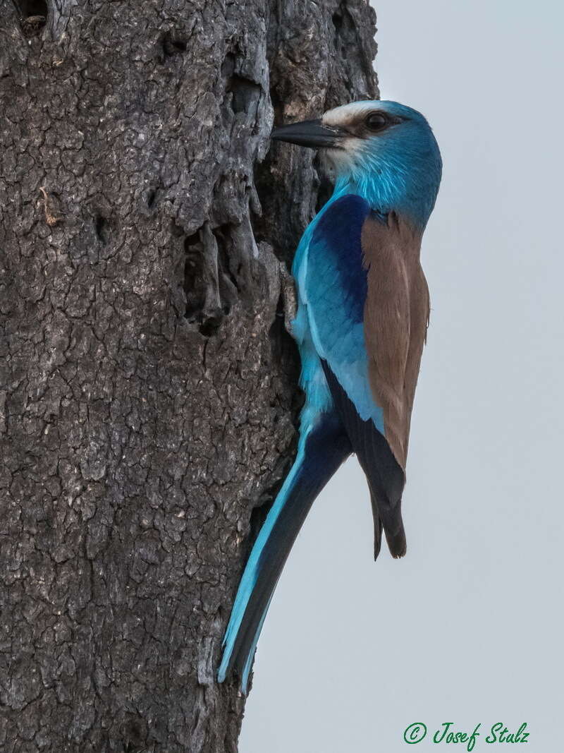 Image of Abyssinian Roller