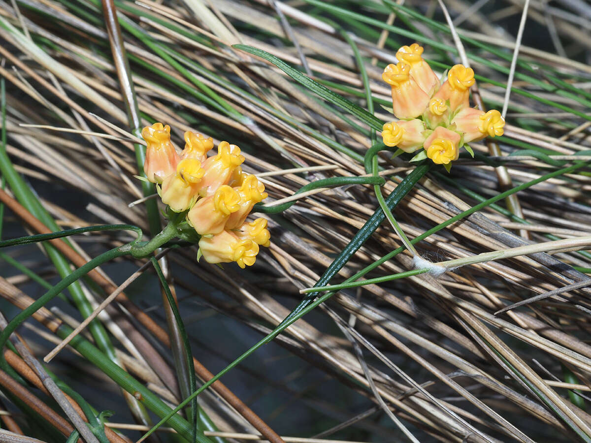 Image of Wax creeper