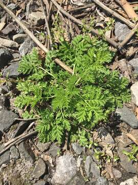 Imagem de Artemisia annua L.