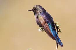 Image of Blue-mantled Thornbill