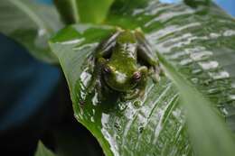 Image of Palmer's Treefrog