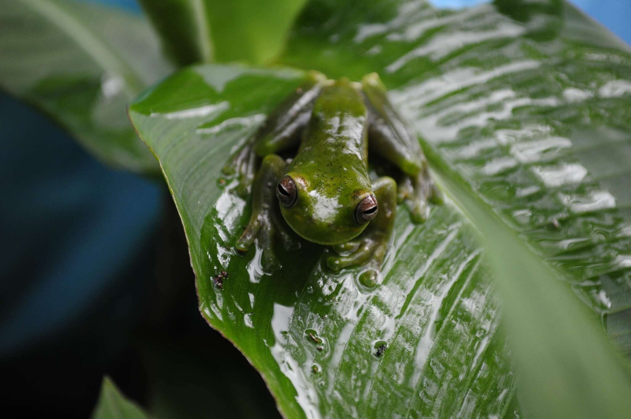 Hyloscirtus palmeri (Boulenger 1908)的圖片