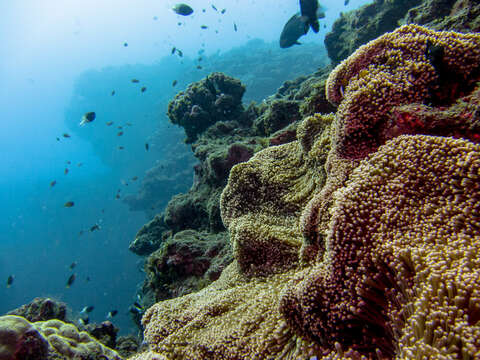 Image of merten's carpet anemone