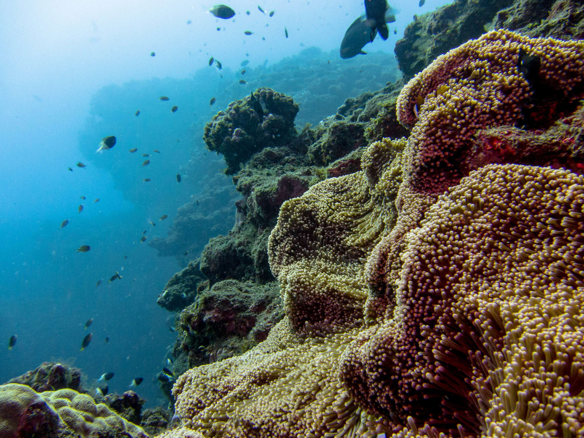 Image of merten's carpet anemone