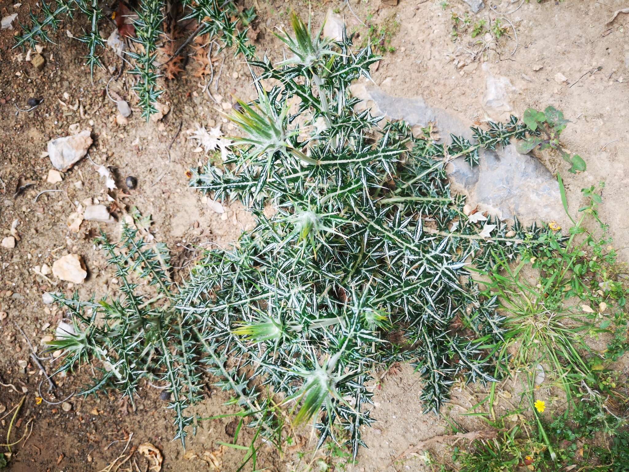 Image of Lamyropsis cynaroides (Lam.) Dittrich