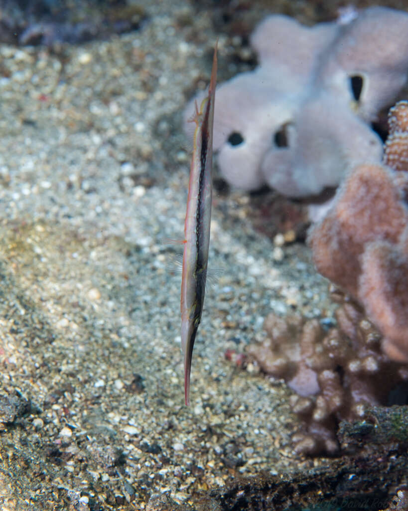 Image of Hinged shrimpfish