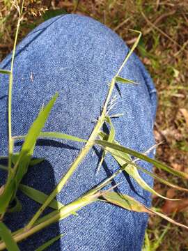 Image of molasses grass