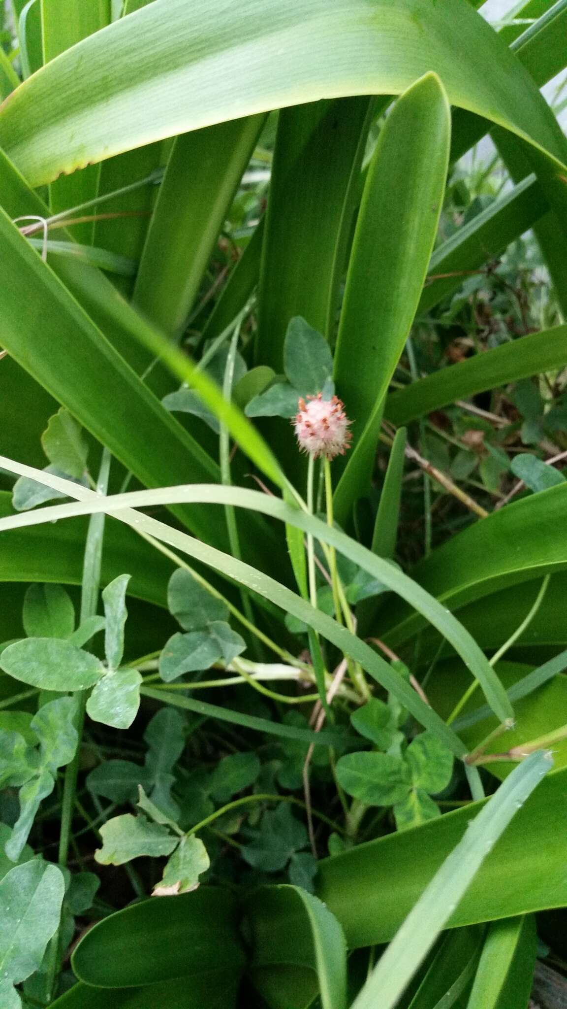 Image of strawberry clover