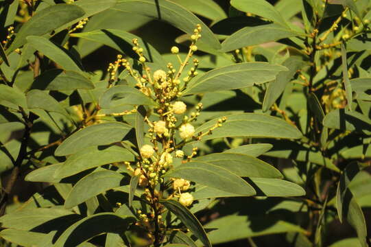 Image of Acacia falciformis DC.