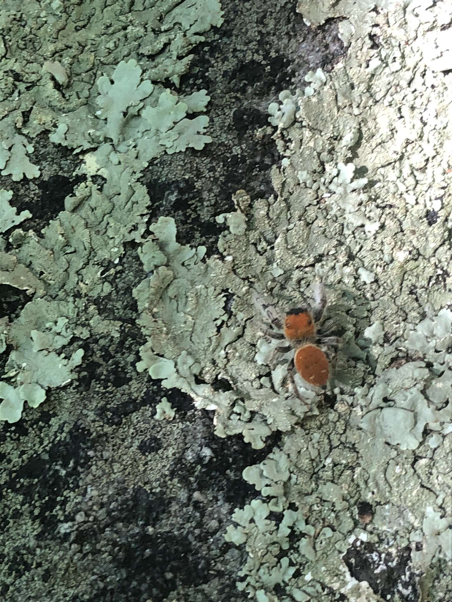 Image of Tawny Jumping Spider