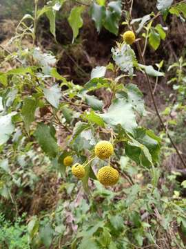 Image of Podanthus ovatifolius Lag.