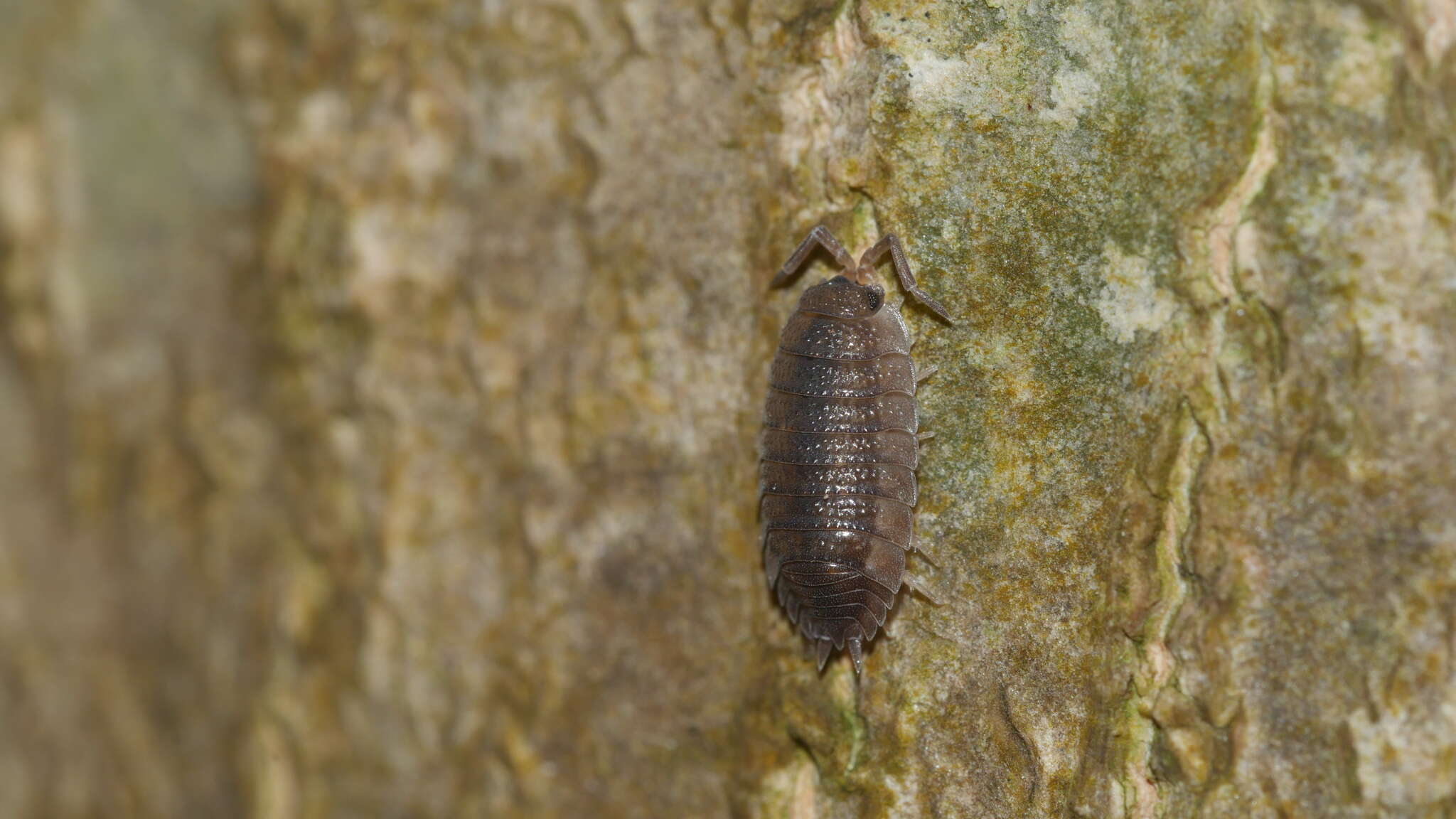 Image of <i>Porcellio <i>scaber</i></i> scaber