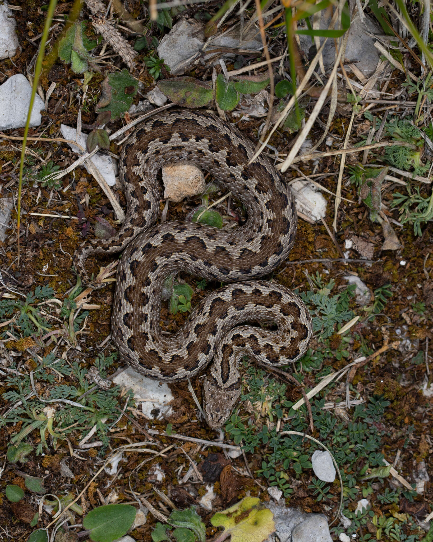 Plancia ëd Vipera ursinii ursinii (Bonaparte 1835)