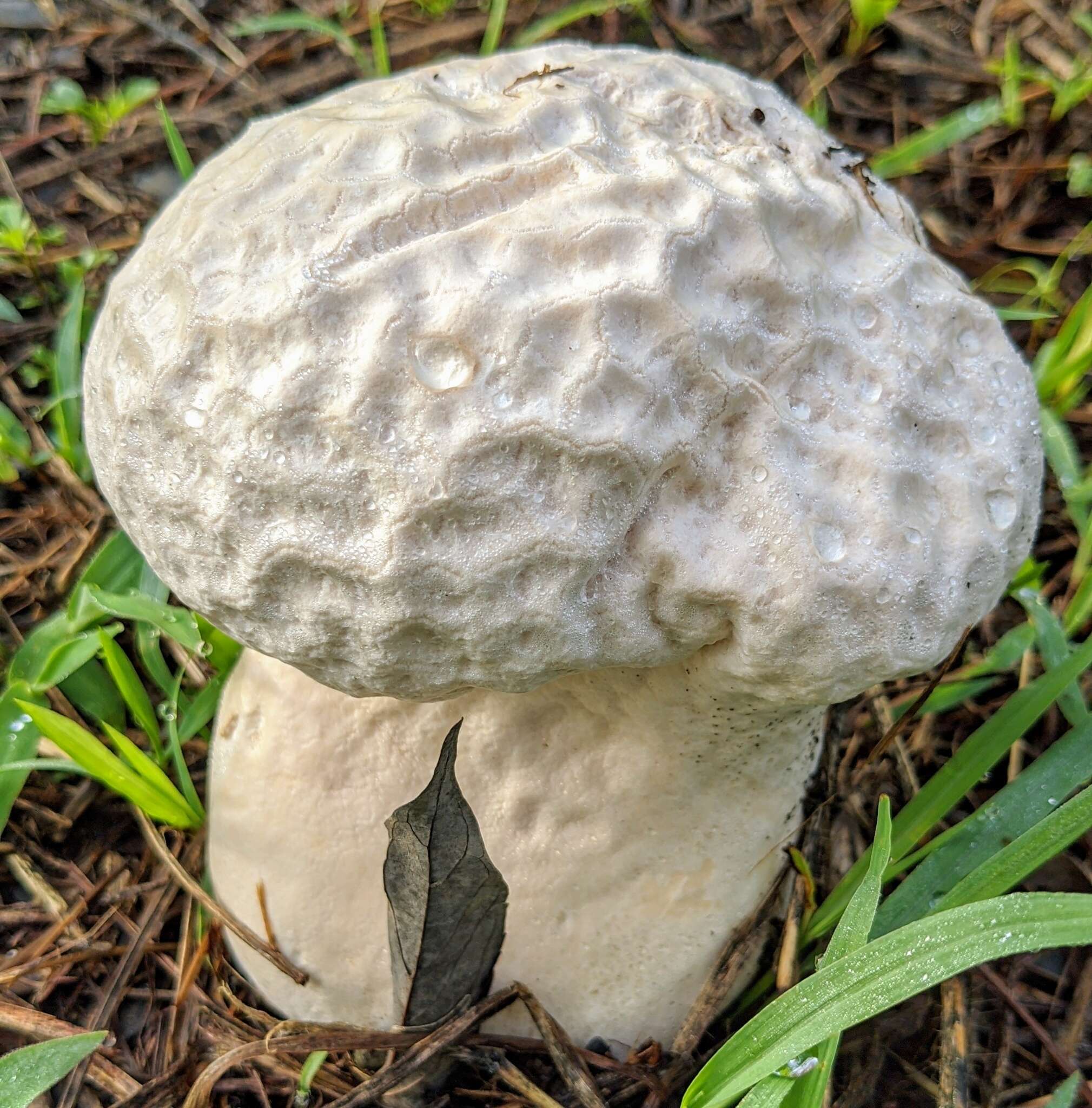 Imagem de Calvatia lilacina (Mont. & Berk.) Henn. 1904