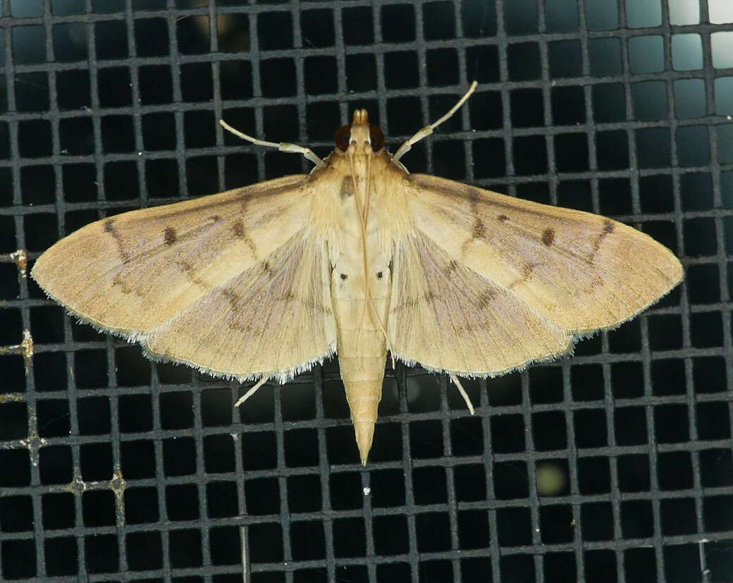 Image de Herpetogramma bipunctalis Fabricius 1794