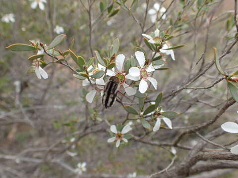 Image of Trichophthalma bivittata (Westwood 1835)