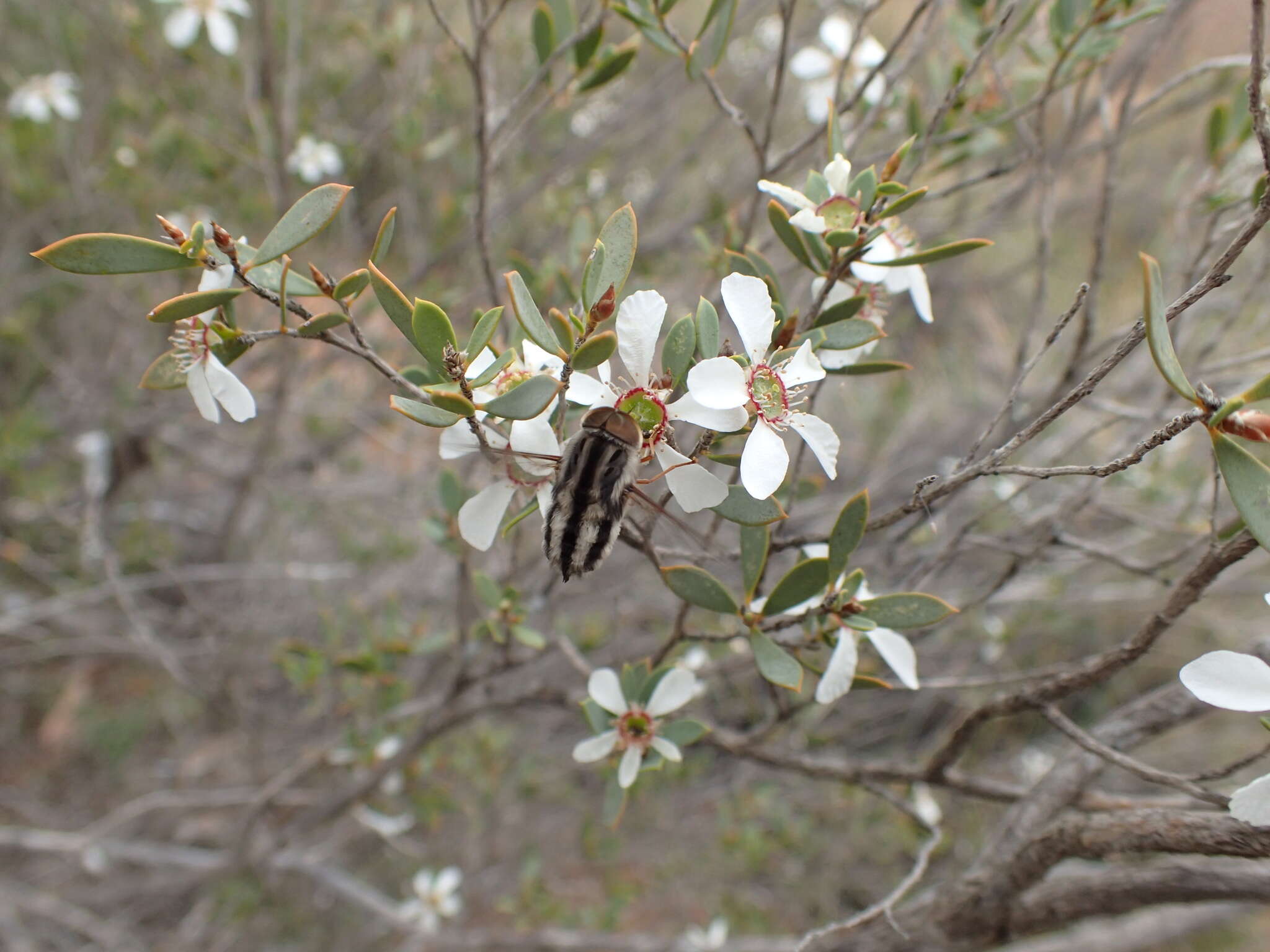 Trichophthalma bivittata (Westwood 1835)的圖片