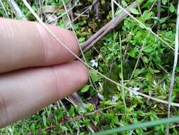 Hymenophyllum tunbrigense (L.) Sm. resmi