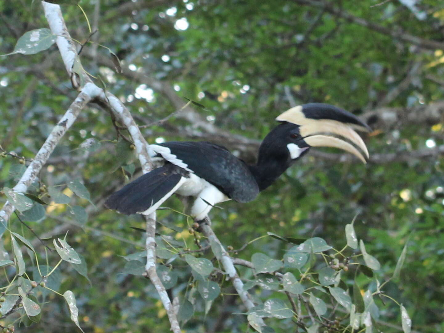 Image of Malabar Pied Hornbill