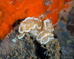 Image of Red-margined orange slug