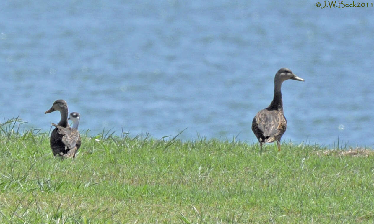 Image of Florida duck