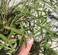 Image of large Indian breadroot