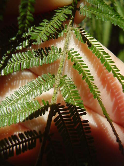 Image of black wattle