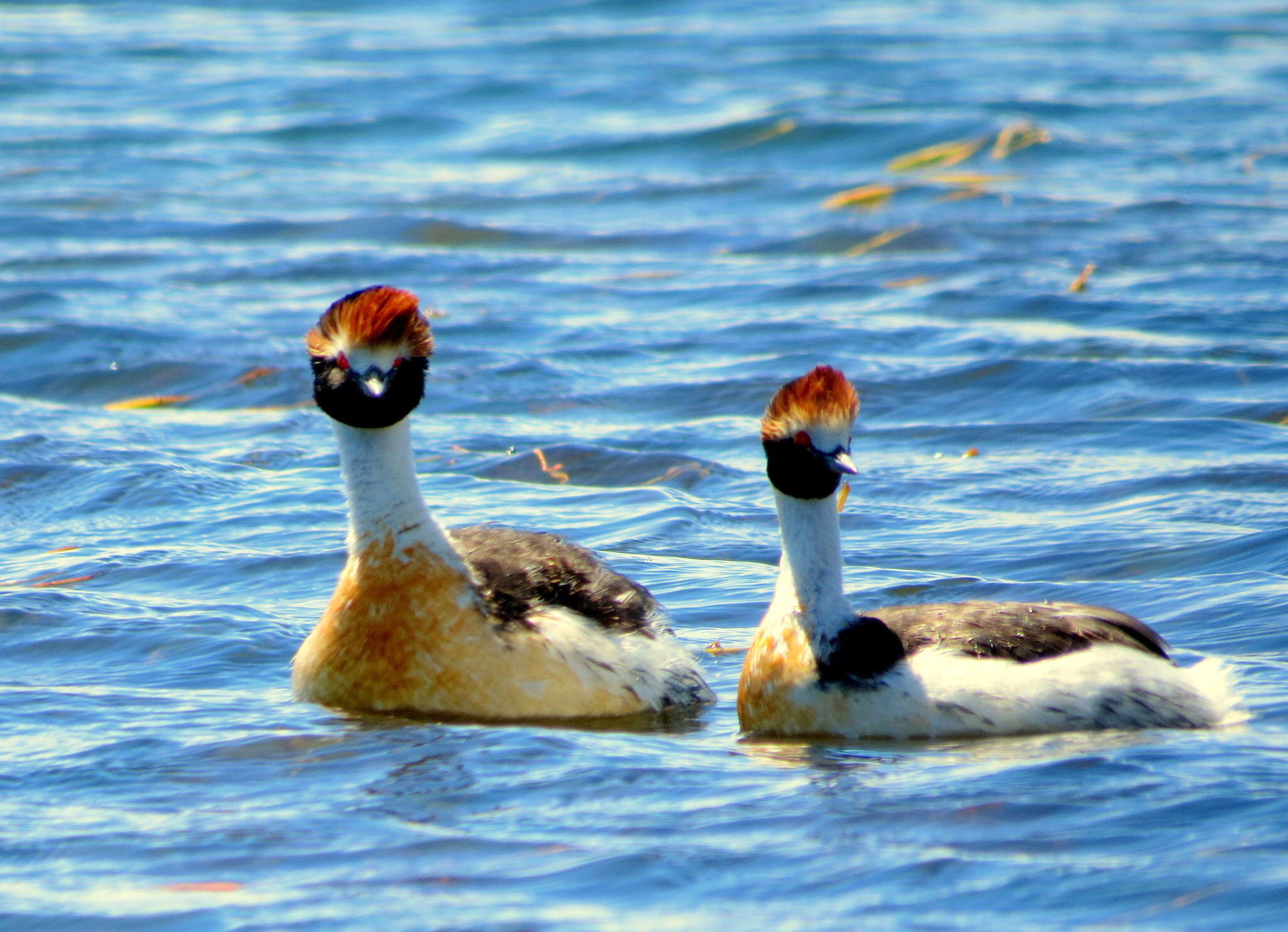 Image of Hooded Grebe