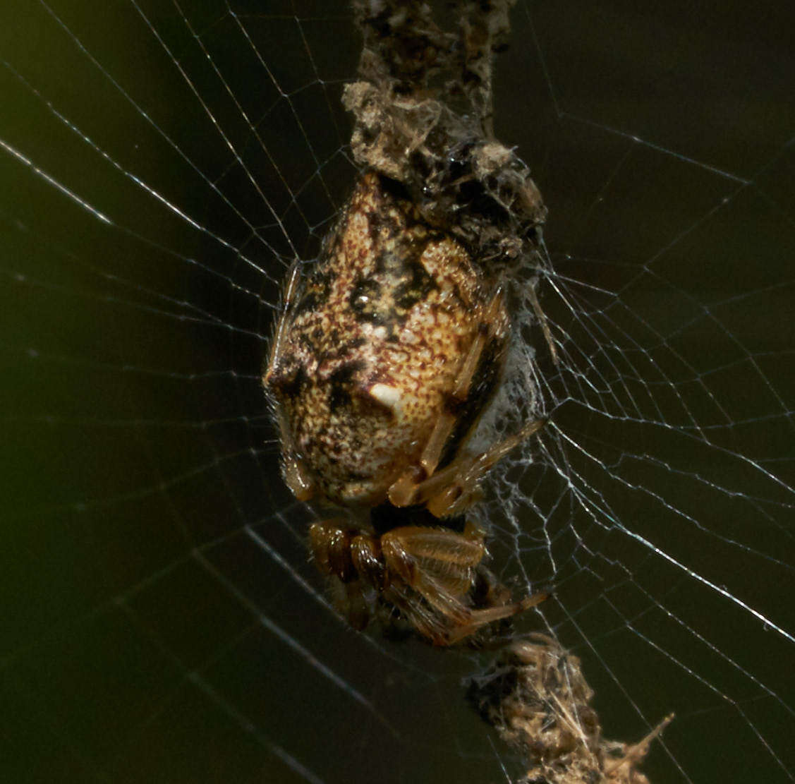 Image of Trashline orbweaver