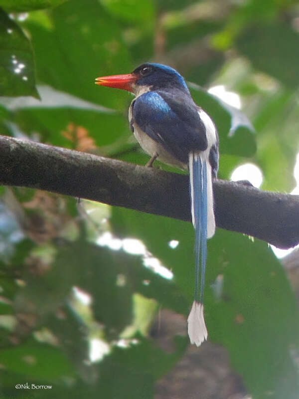 Image of Common Paradise Kingfisher