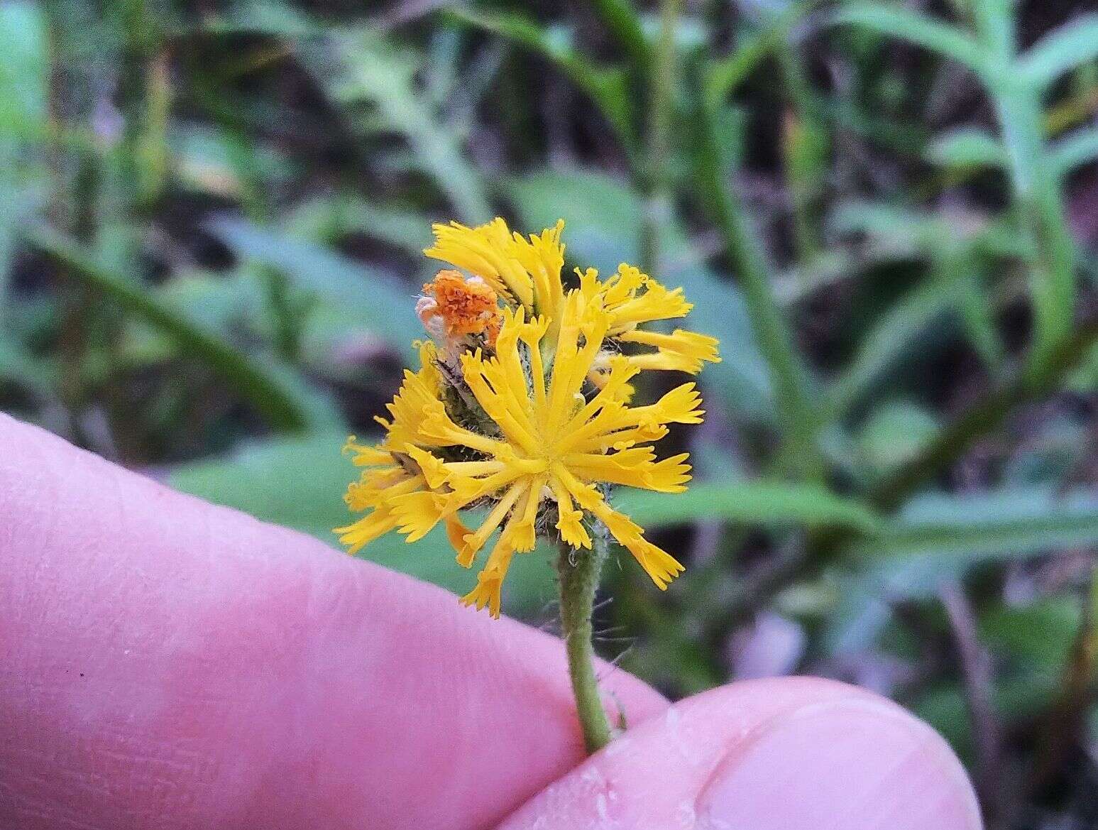 صورة Pilosella novosibirskensis N. N. Tupitsyna