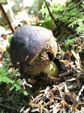 Image of Gastroboletus turbinatus (Snell) A. H. Sm. & Singer 1959