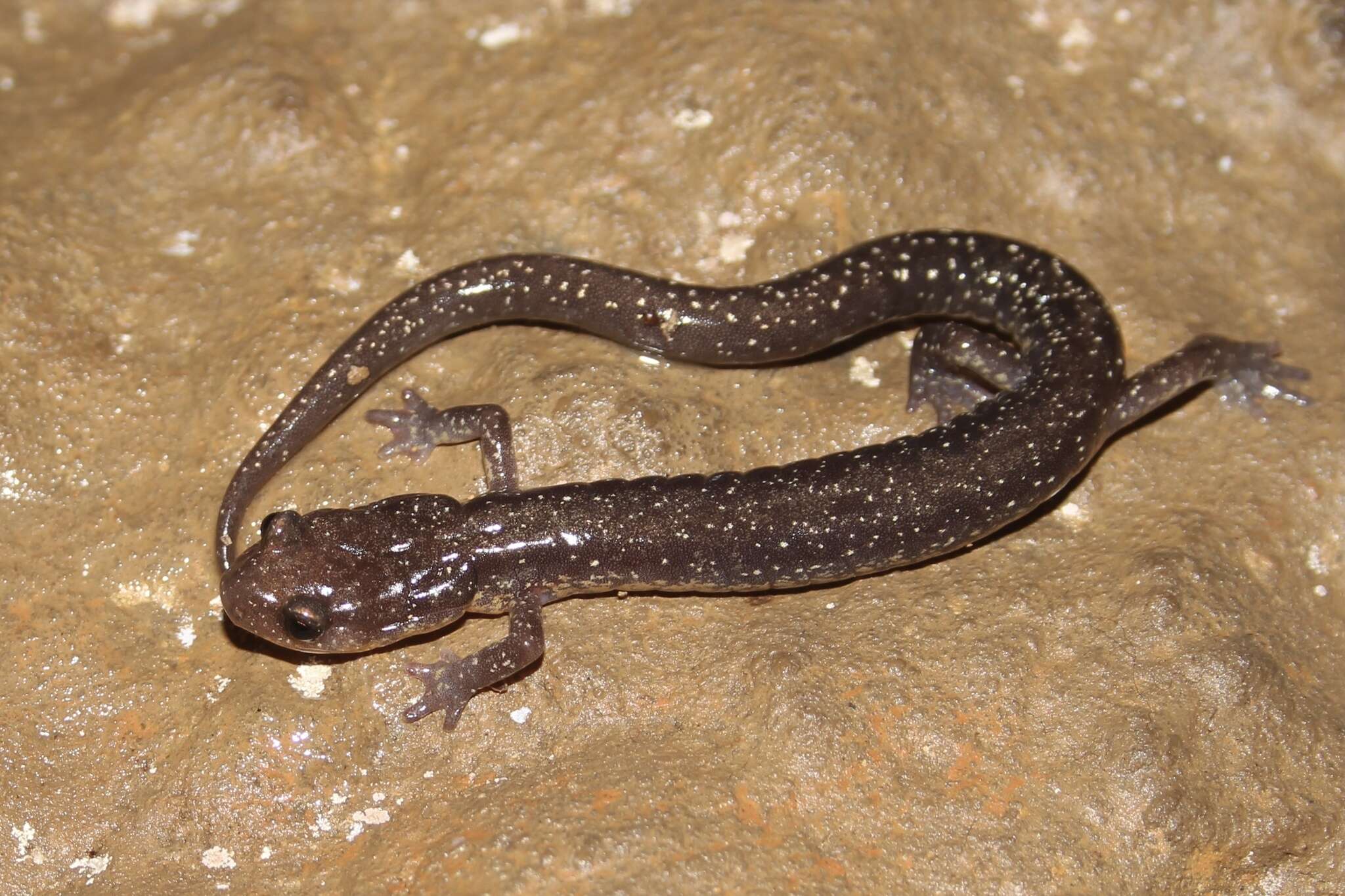 Image of Plethodon dixi Pope & Fowler 1949