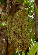 Image of Burmese fishtail palm