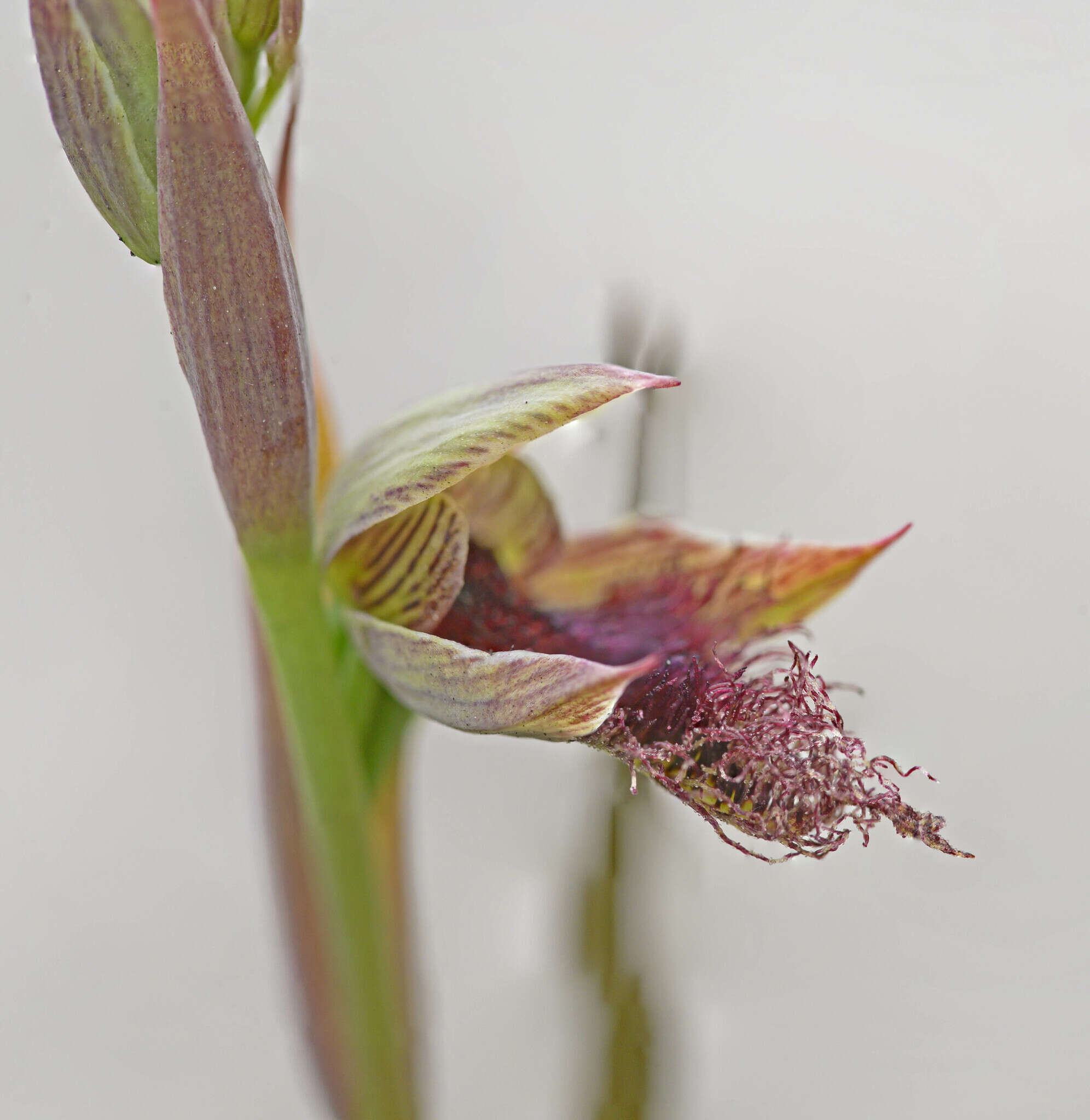 Image of Calochilus uliginosus D. L. Jones