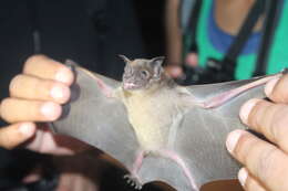 Image of Lesser Spear-nosed Bat