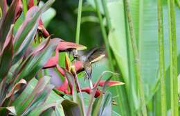 Image of Long-billed Hermit