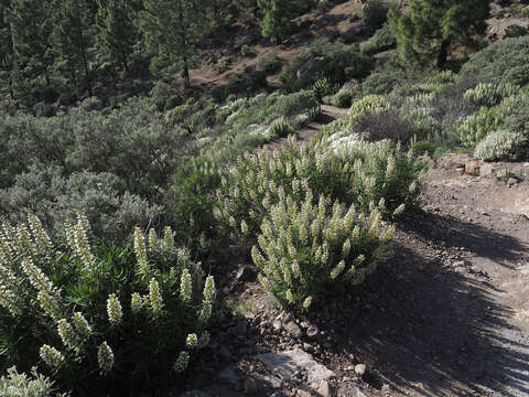 Echium onosmifolium Webb & Berth.的圖片