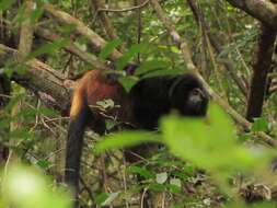 Image of golden-rumped lion tamarin