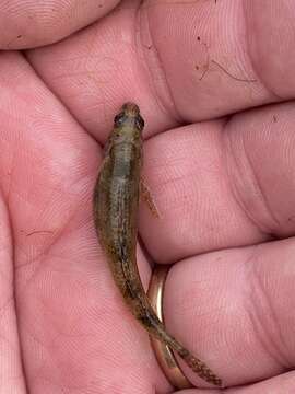 Image de Etheostoma tuscumbia Gilbert & Swain 1887