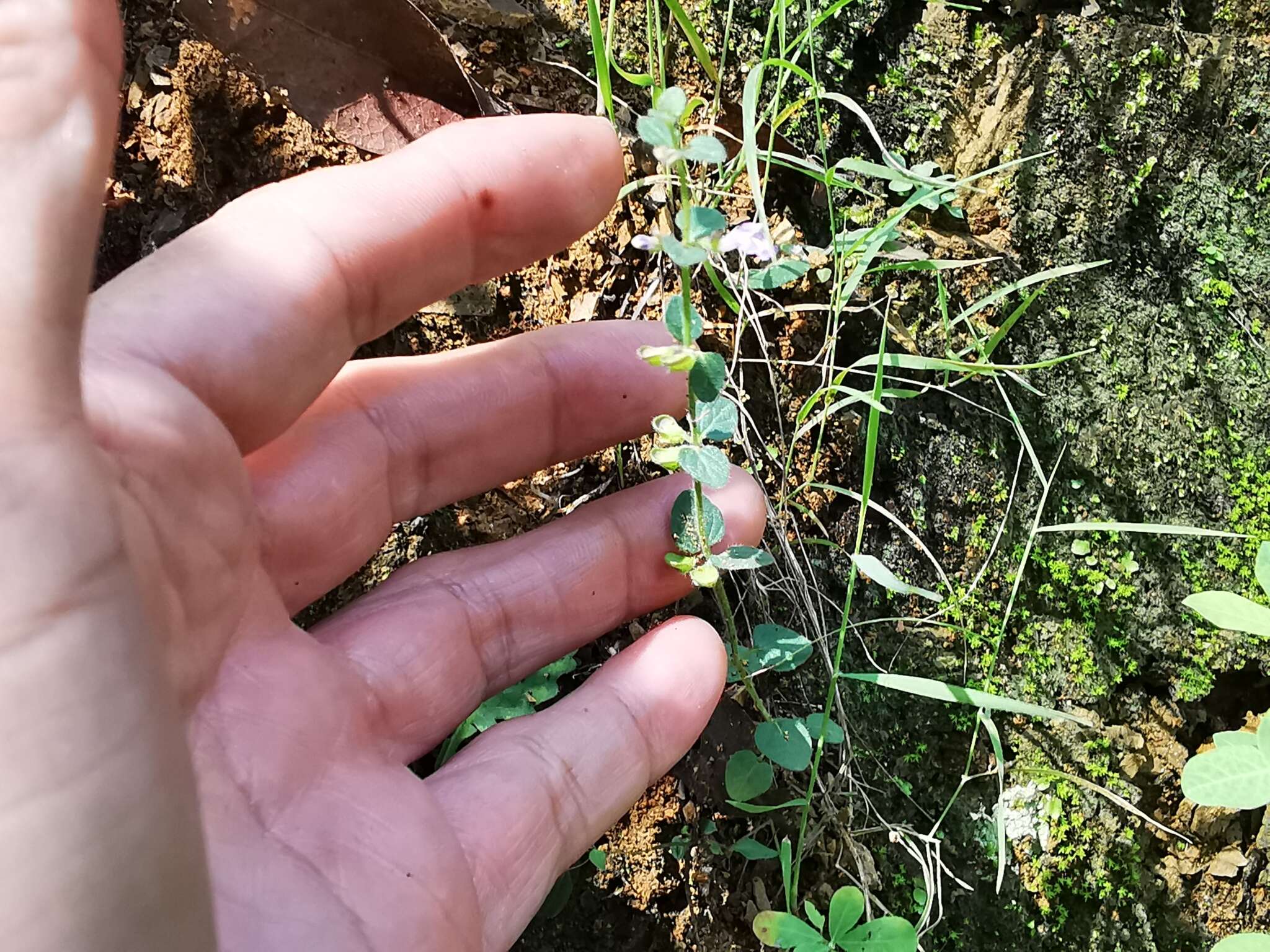 Scutellaria monterreyana B. L. Turner resmi