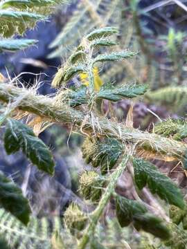 Imagem de Polystichum haleakalense Brack.