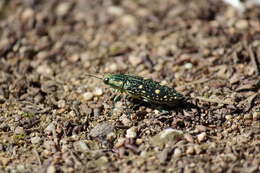 Imagem de Nipponobuprestis amabilis (Snellen von Vollenhoven 1864)