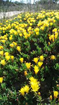 Image of Lampranthus explanatus (L. Bol.) N. E. Br.