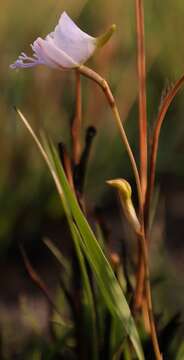 Disa chimanimaniensis (H. P. Linder) H. P. Linder resmi