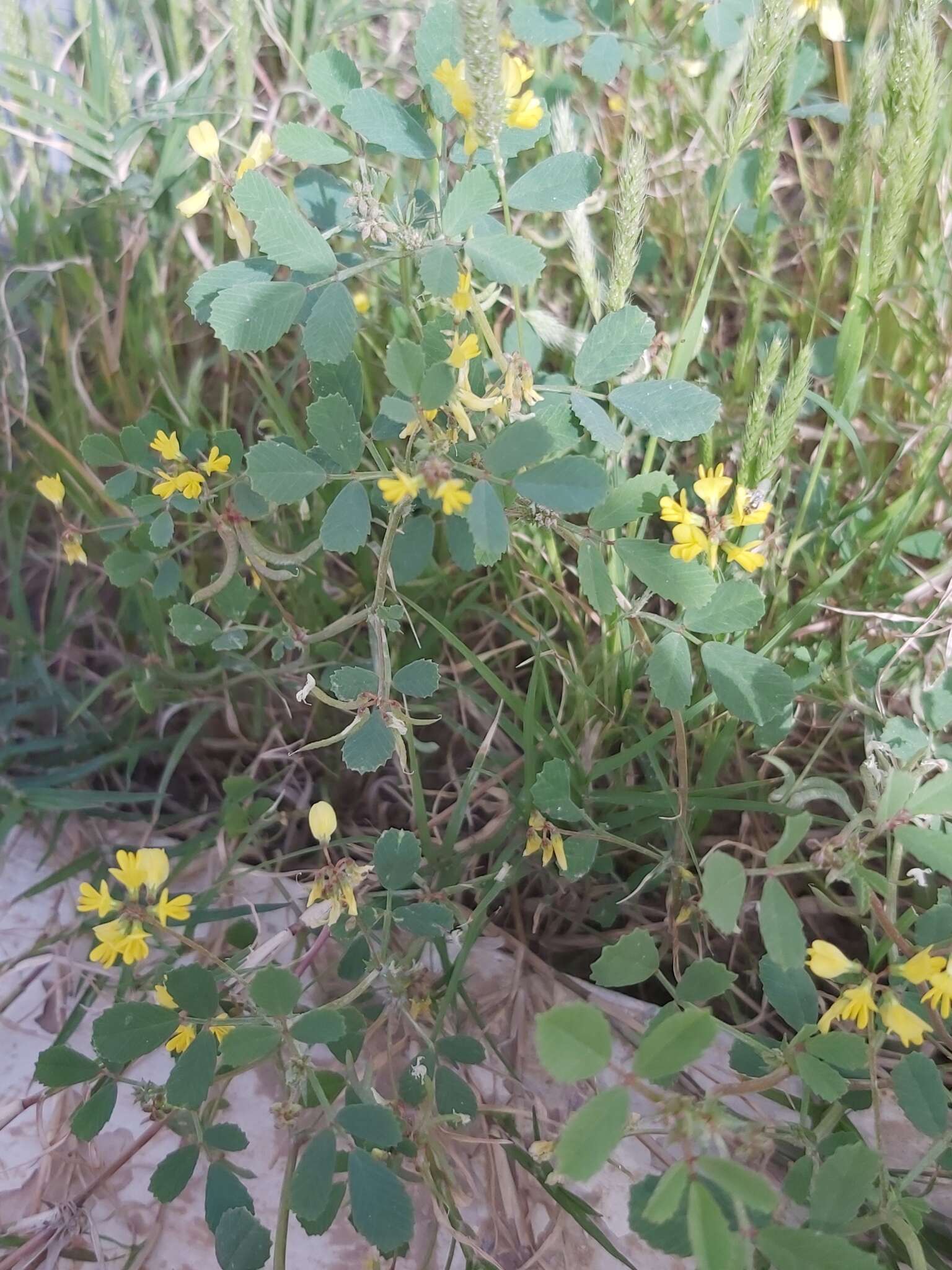 Image de Trigonella glabra Thunb.