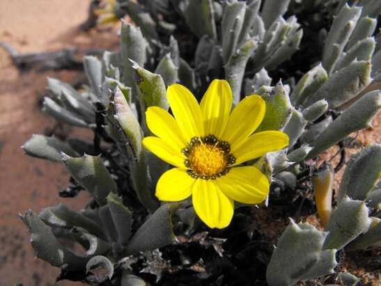 Image of Gazania schenckii O. Hoffm. ex Schinz