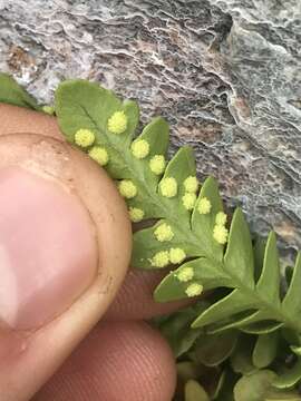 Image de Polypodium amorphum Suksdorf