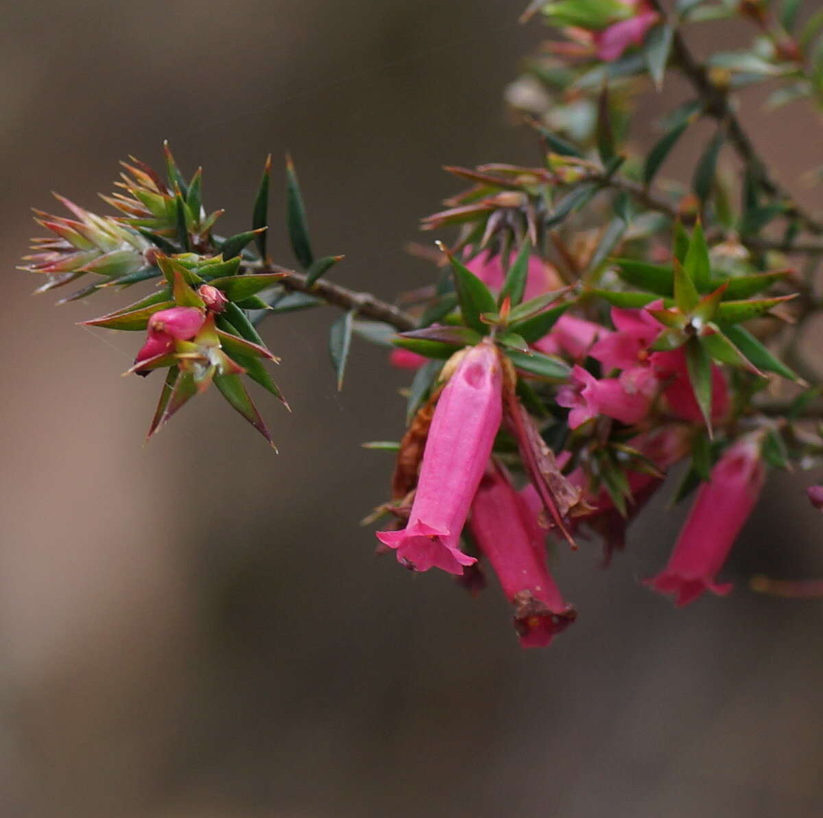 Plancia ëd Epacris impressa Labill.